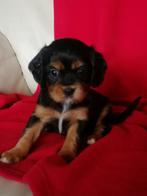 Cavalier King Charles kruising pups, Overige rassen, CDV (hondenziekte), 8 tot 15 weken, Meerdere