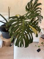Mooie monstera Thai Constellation te koop, Ophalen, Halfschaduw, Minder dan 100 cm