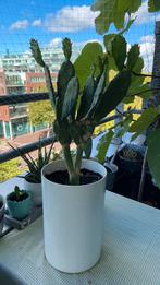 Cactus uit noord Marokko (Rif), Ophalen of Verzenden, Minder dan 100 cm, Volle zon, In pot