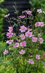 Anemone p9 pot, Ophalen of Verzenden, Overige soorten, Volle zon