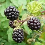 Restpartij 15 doornloze bramen in diverse soorten, Volle zon, Vaste plant, Ophalen of Verzenden, Zomer