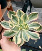 Aeonium sp.'Marnier Lapostolle' stek België, Huis en Inrichting, Kamerplanten, Ophalen of Verzenden, Halfschaduw, Minder dan 100 cm