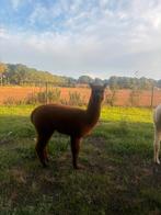 2x alpaca hengst, Dieren en Toebehoren, Overige Dieren, September, Mannelijk