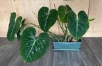 Grote Philodendron Gloriosum, Huis en Inrichting, Kamerplanten, Ophalen, Overige soorten, Minder dan 100 cm