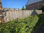 Schutting met deur, Tuin en Terras, Ophalen of Verzenden, Gebruikt, Hout, 6 meter of meer