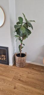 Ficus Lyrata (tabaksplant) op stam 160 cm, Huis en Inrichting, Ficus, 150 tot 200 cm, Halfschaduw, In pot