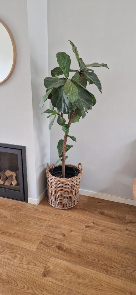 Ficus Lyrata (tabaksplant) op stam 160 cm, Huis en Inrichting, Kamerplanten, Ficus, 150 tot 200 cm, Groene kamerplant, Halfschaduw