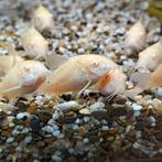 Corydoras aeneus, Dieren en Toebehoren, Vis