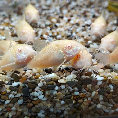 Corydoras aeneus, Dieren en Toebehoren, Vissen | Aquariumvissen, Vis