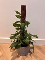 Monstera Siltepecana P17, Huis en Inrichting, Kamerplanten, Ophalen, Overige soorten, Minder dan 100 cm