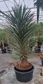 Palmbomen/Yucca's/Cyca's/Olijfbomen, Tuin en Terras, Planten | Bomen, Ophalen, Halfschaduw, 100 tot 250 cm, Zomer