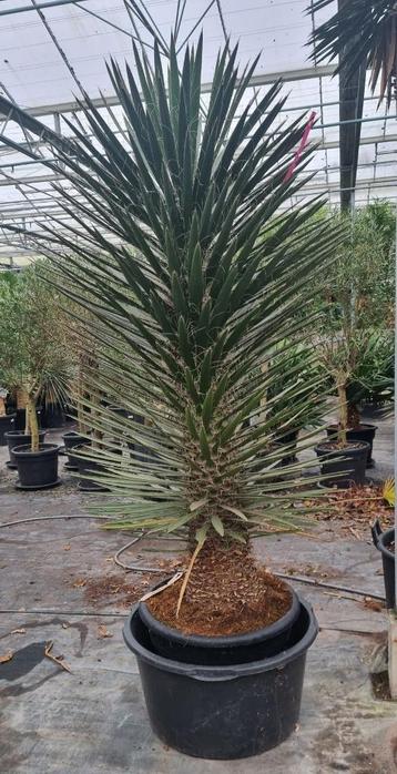 Palmbomen/Yucca's/Cyca's/Olijfbomen beschikbaar voor biedingen