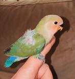 6 Agapornis babys super tam !( Echt handtam )😍🥺❤️, Dieren en Toebehoren, Vogels | Parkieten en Papegaaien, Meerdere dieren, Dwergpapegaai of Agapornis