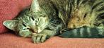Europese korthaar, Dieren en Toebehoren, Poes, 6 jaar of ouder