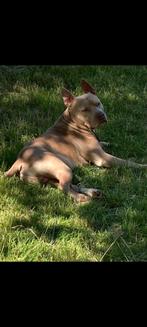 Lieve Stafford, Dieren en Toebehoren, Ophalen