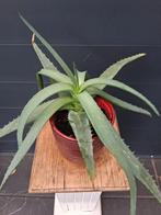 Aloë vera plant in rode pot, Ophalen, Vetplant, Halfschaduw, In pot