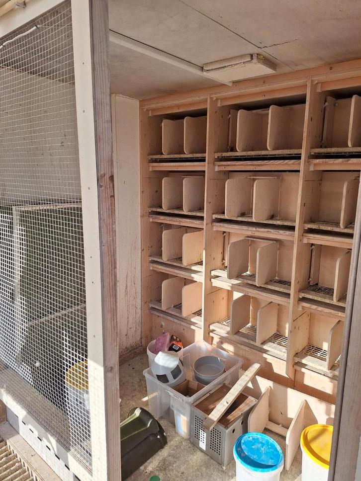 Mooi duiven hok met 24 Hermes broedbakken, Dieren en Toebehoren, Vogels | Duiven, Postduif, Meerdere dieren
