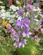 Delphinium ‘Misty Lavender’ zaden, Ophalen of Verzenden, Voorjaar, Volle zon, Zaad