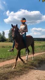 Verzorgster aangeboden !!!!, Dieren en Toebehoren, Paarden en Pony's | Verzorgingsproducten, Ophalen of Verzenden