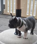 🩵Prachtige Franse bulldog pup🩵Mag verhuizen, CDV (hondenziekte), 8 tot 15 weken, Bulldog, Meerdere
