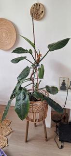 Prachtige philodendron imperial green, Groene kamerplant, Ophalen, Overige soorten, Minder dan 100 cm