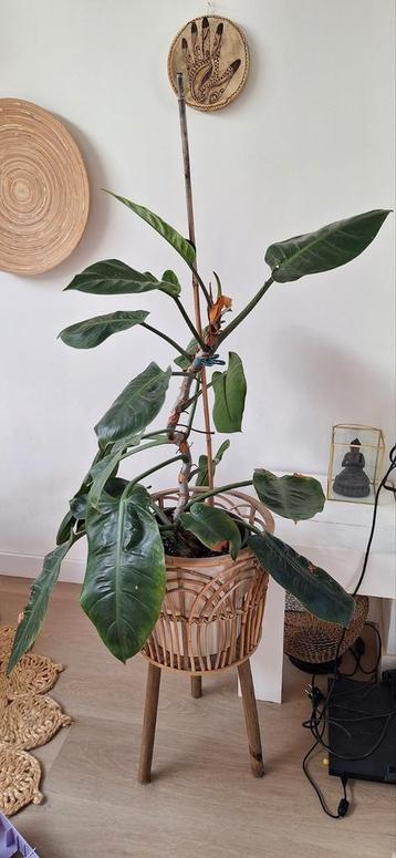 Prachtige philodendron imperial green  beschikbaar voor biedingen