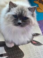 Gastgezin gezocht!, Dieren en Toebehoren, Poes