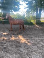 2,5 jarige D pony, Dieren en Toebehoren, Pony's, Onbeleerd, Springpony, Gechipt, 0 tot 2 jaar