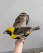 Koppel napoleon wevers, Dieren en Toebehoren, Meerdere dieren