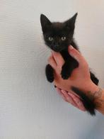Lieve kitten mannetje, Dieren en Toebehoren, Katten en Kittens | Overige Katten, Meerdere dieren, 0 tot 2 jaar
