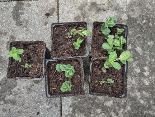 Appelmunt (Mentha rotundifolia), Tuin en Terras, Planten | Tuinplanten, Vaste plant, Kruiden, Halfschaduw, Lente, Ophalen