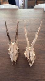 2 reebok schedels met geweitjes, Ophalen of Verzenden, Wild dier, Schedel
