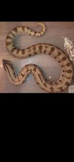 Haakneusslang#kweekgroep#reptielen, Dieren en Toebehoren, Reptielen en Amfibieën, Slang