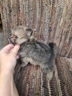 EXCLUSIVE POMS mini Pomeranian bearface reutje 6 weken, Dieren en Toebehoren, Overige rassen, 8 tot 15 weken, Meerdere, Meerdere dieren