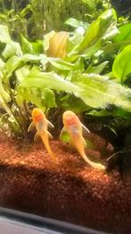 Borstelneus albino algeneters