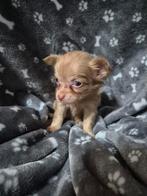 Super mooie chihuahua pup lilac kleur, Dieren en Toebehoren, Rabiës (hondsdolheid), Reu, 8 tot 15 weken, Meerdere