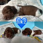 Zeer mooie dwergteckel pups choco/blond/black/creme, Dieren en Toebehoren, Honden | Teckels en Dashonden, België, Rabiës (hondsdolheid)