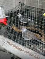 Bonnet diamand duifjes, Dieren en Toebehoren, Vrouwelijk, Parkiet