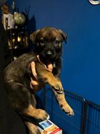 4 mechelse herder pups uit een geweldige combinatie, Dieren en Toebehoren, Honden | Herdershonden en Veedrijvers, Rabiës (hondsdolheid)