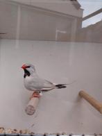 Spitsstaart, Dieren en Toebehoren, Vogels | Overige Vogels, Vrouwelijk, Tropenvogel