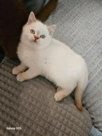 Prachtige brits korthaar kittens, Meerdere dieren, Ontwormd