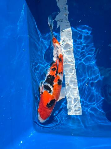 Sanke 45 cm Matsue nisai  beschikbaar voor biedingen