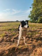 Gezocht: dekreu bordercollie/australian sheppard, Reu, Eén hond, 3 tot 5 jaar, Nederland