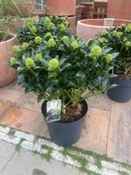 Skimmia japonica 'White Globe', Overige soorten, Vaste plant, Ophalen of Verzenden, Halfschaduw