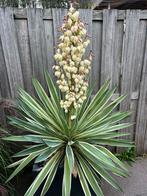 2 Yucca gloriosa variegata planten + bloembak, Tuin en Terras, Planten | Tuinplanten, Volle zon, Vaste plant, Zomer, Ophalen