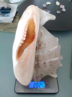 Schelp, Verzamelen, Mineralen en Fossielen, Ophalen, Schelp(en)