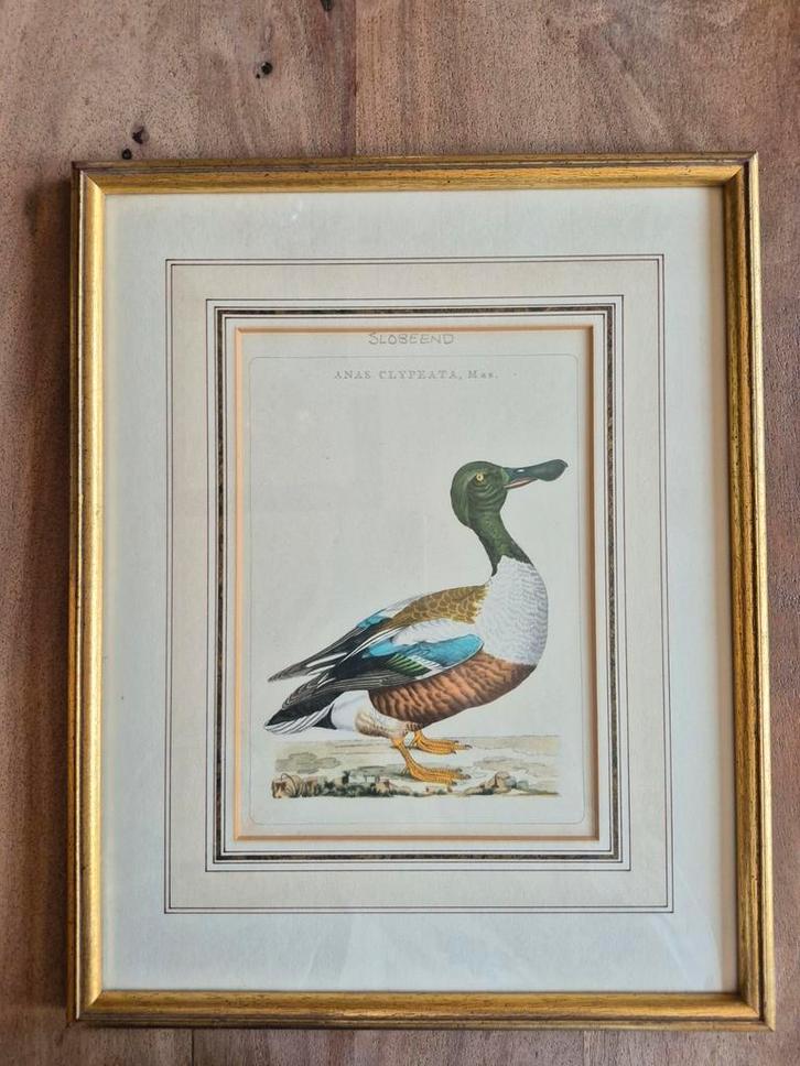 Litho Slobeend (Anas clypeata) in Gouden Lijst, Verzamelen, Dierenverzamelingen, Gebruikt, Overige typen, Vogel, Ophalen of Verzenden