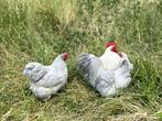 Cochin kriel kippen Parelgrijs, gesekst en ingeënt, Dieren en Toebehoren, Vrouwelijk, Kip