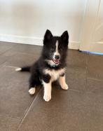 Vrolijke, speelse Pomsky pup reu, Dieren en Toebehoren, Honden | Poolhonden, Keeshonden en Oertypen, CDV (hondenziekte), 8 tot 15 weken