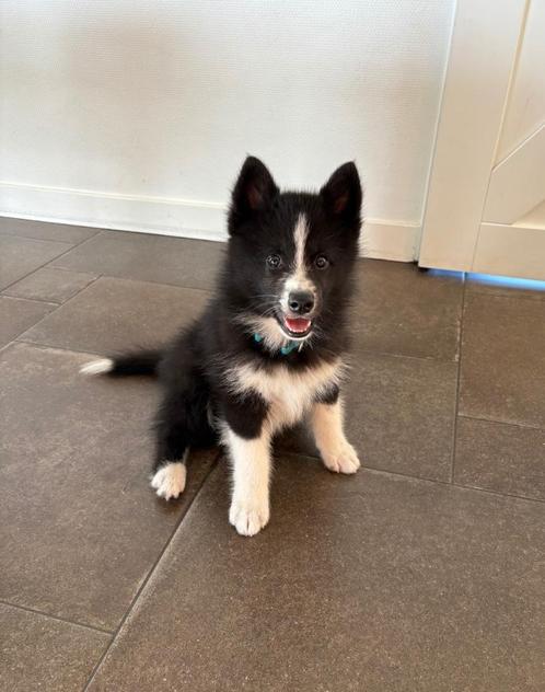 Vrolijke, speelse Pomsky pup reu, Dieren en Toebehoren, Honden | Poolhonden, Keeshonden en Oertypen, Reu, Overige rassen, Particulier